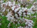 Origanum majorana
