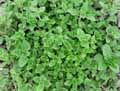 Origanum majorana