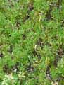Origanum minutiflorum Norton Gold