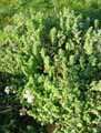 Origanum onites