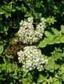 Origanum onites