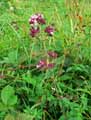 Origanum vulgare