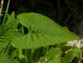 Phlomis agraria Bunge