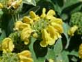 Phlomis fruticosa Bourgaei