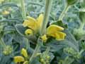 Phlomis lychnitis