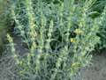 Phlomis lychnitis