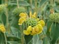 Phlomis russeliana, Phlomis viscosa