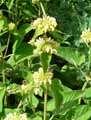 Phlomis samia