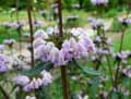 Phlomis tuberosa