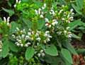 Prunella grandiflora