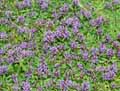 Prunella vulgaris