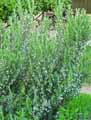 Rosmarinus officinalis