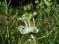 Salvia aethiopis