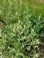 Salvia aethiopis