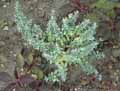 Salvia africana