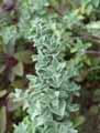 Salvia africana
