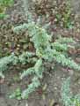 Salvia africana