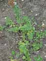 Salvia africana-lutea