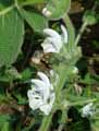 Salvia argentea