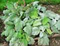 Salvia argentea