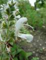 Salvia broussonetii