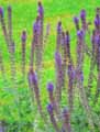 Salvia campanulata