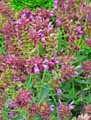 Salvia canariensis