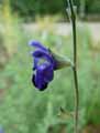 Salvia chamaedryoides