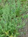 Salvia chamaedryoides