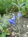 Salvia chamaedryoides Sylver Leaves