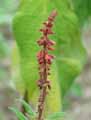 Salvia confertiflora