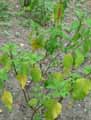 Salvia confertiflora