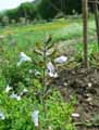 Salvia dentata