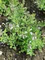 Salvia dentata