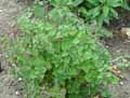 Salvia elegans