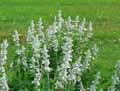 Salvia farinacea Cirrus