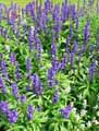 Salvia farinacea