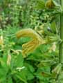 Salvia glutinosa