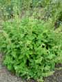 Salvia glutinosa