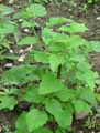 Salvia ianthina
