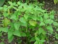 Salvia ianthina