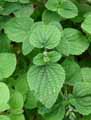 Salvia interrupta