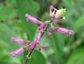 Salvia involucrata Bethelii