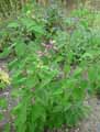 Salvia involucrata Bethelii