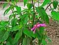 Salvia involucrata