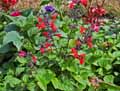 Salvia involucrata X