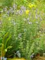 Salvia jurisicii