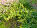 Salvia leucantha Blue Velvet