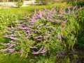 Salvia leucantha