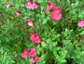 Salvia microphylla grahamii